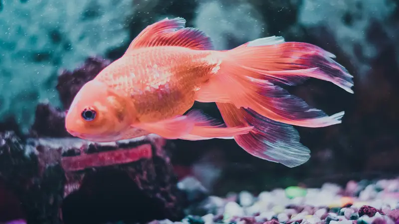 Comida para peces