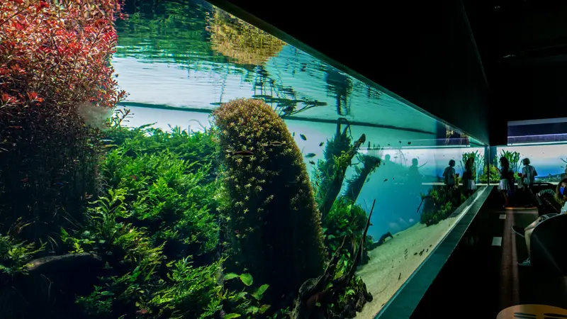 CO₂, abonos y aquascaping