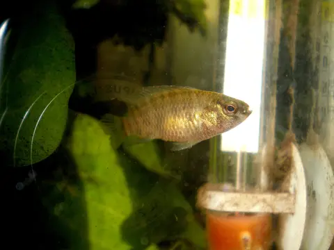 Badis badis (Badis badis)