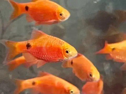 Barbo rosado (Pethia conchonius)