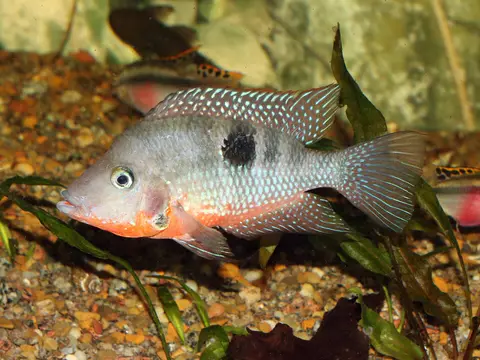 Cíclido boca de fuego (Thorichthys meeki)