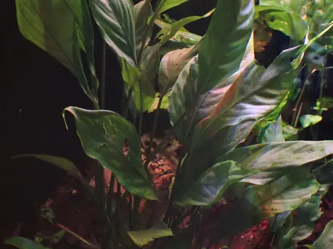 Bucephalandra (Bucephalandra sp.)