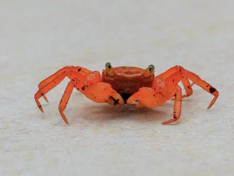 Vampirkrabbe (Geosesarma sp.)