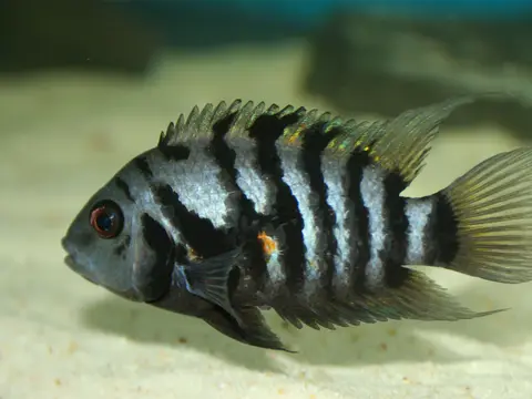 Ciclídeo-zebra (convict) (Amatitlania nigrofasciata)