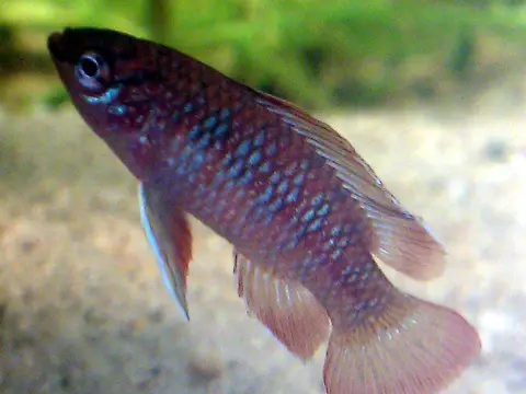 Scarlet badis (Dario dario)