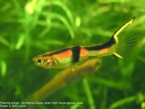 Guppy endler (Poecilia wingei)
