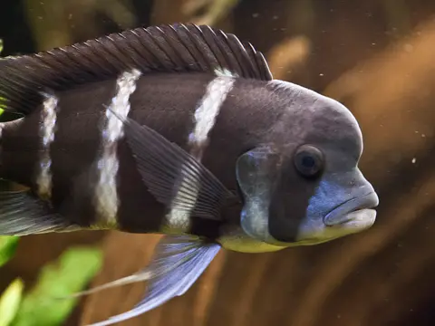 Frontosa (Cyphotilapia frontosa)