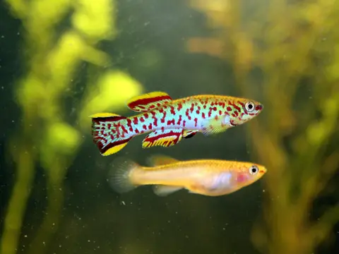 Killi gardneri (Fundulopanchax gardneri)