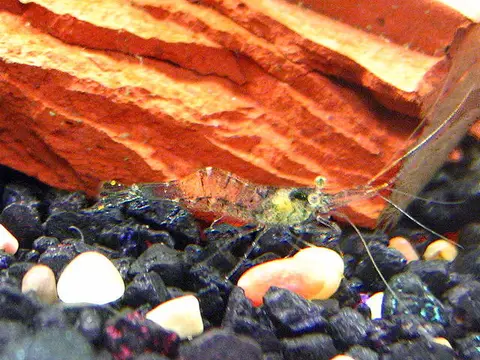 Glasgarnele (Palaemonetes paludosus)