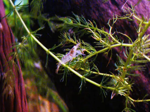 Tigergarnele (Caridina mariae)