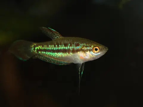 Gurami gruñidor pigmeo (Trichopsis pumila)