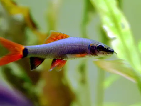 Rainbow shark (Epalzeorhynchos frenatum)