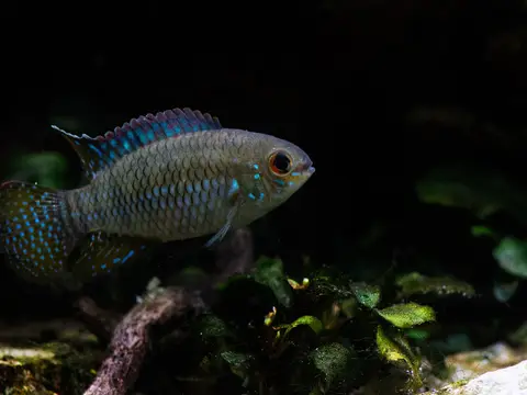 Laetacara curviceps (Laetacara curviceps)