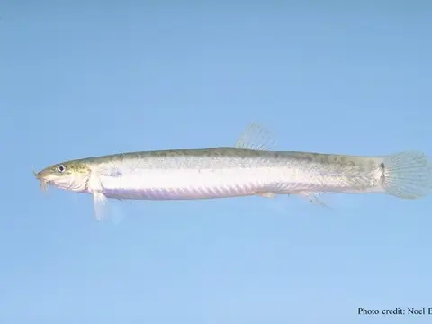 Locha dojo (pez tiempo) (Misgurnus anguillicaudatus)
