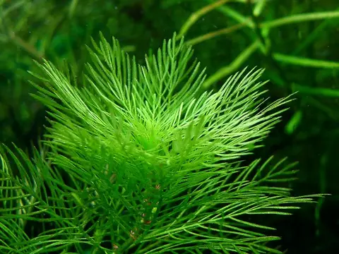 Myriophyllum (Myriophyllum mattogrossense) (Myriophyllum mattogrossense)