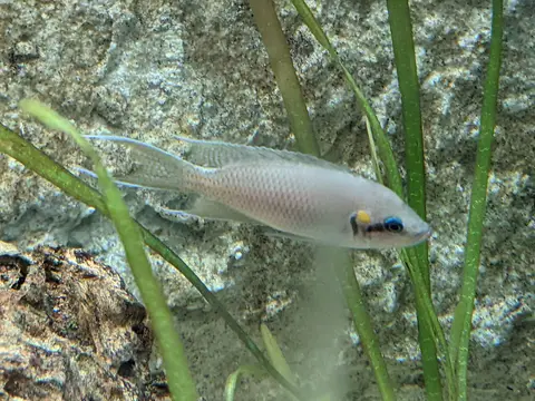 Princesa de Burundi (Neolamprologus brichardi)
