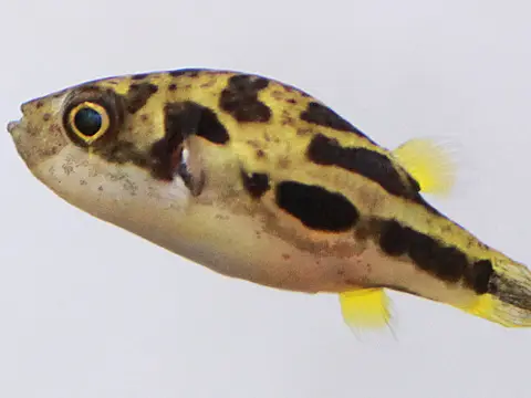 Pea puffer (dwarf puffer) (Carinotetraodon travancoricus)