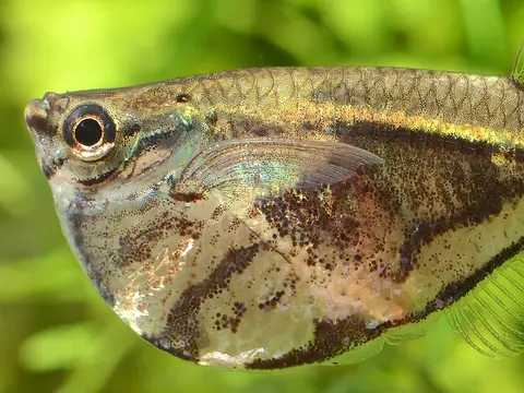 Peixe-machadinha marmoreado (Carnegiella strigata)