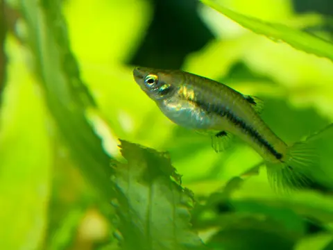 Least killifish (Heterandria formosa)