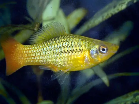 Platy variatus (Xiphophorus variatus)
