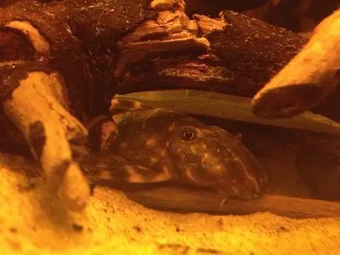 Pleco payaso (L104) (Panaqolus maccus)