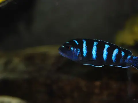 Pseudotropheus demasoni (Chindongo demasoni)