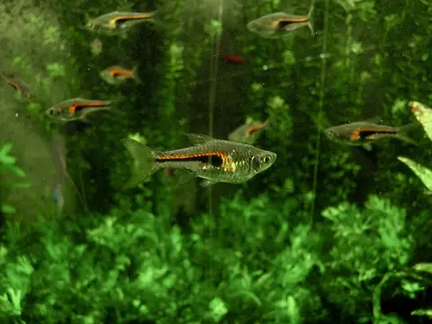 Rasbora hengeli (Trigonostigma hengeli)