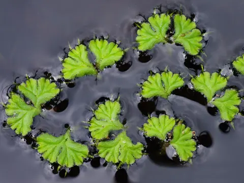 Ricciocarpus (Ricciocarpos natans)