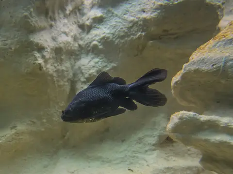 Goldfish telescópico (ojos saltones) (Carassius auratus)