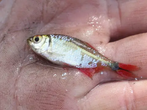 Tetra Buenos Aires (Hyphessobrycon anisitsi)