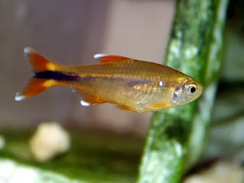 Copper tetra (Hasemania nana)