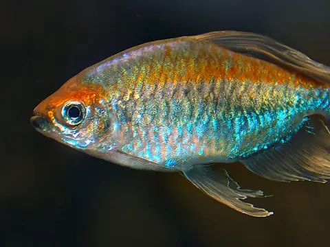 Congo tetra (Phenacogrammus interruptus)