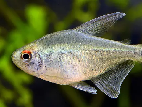 Tetra diamante (Moenkhausia pittieri)