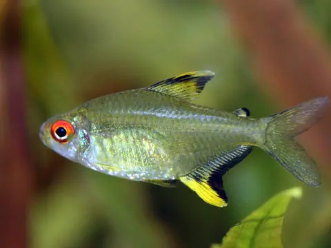 Tetra limón (Hyphessobrycon pulchripinnis)