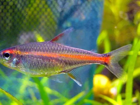 Tetra luminoso (Hemigrammus erythrozonus)
