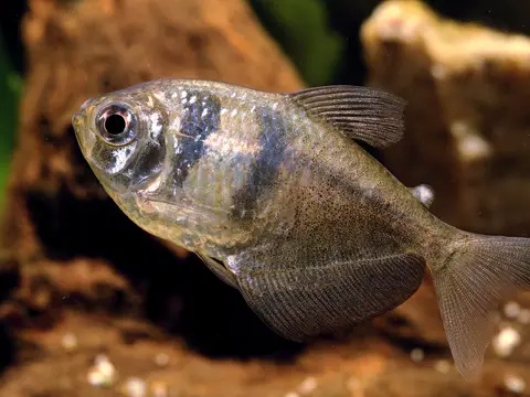 Tetra negro (monjita) (Gymnocorymbus ternetzi)