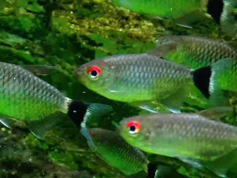 Tétra aux yeux rouges (Moenkhausia sanctaefilomenae)