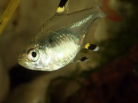 Tetra-pristella (Pristella maxillaris)