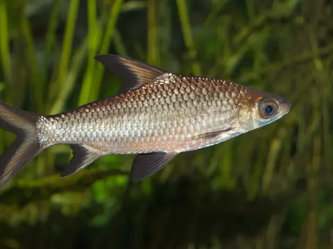 Tiburón bala (Balantiocheilos melanopterus)
