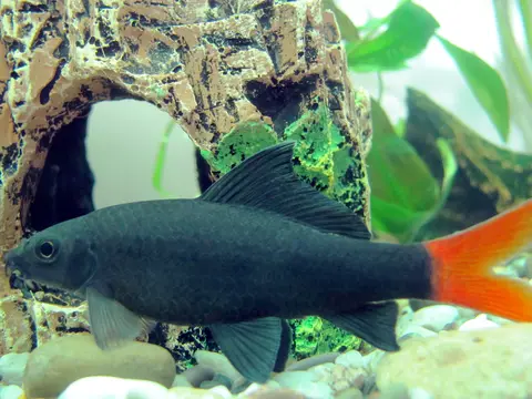 Labeo-bicolor (Epalzeorhynchos bicolor)