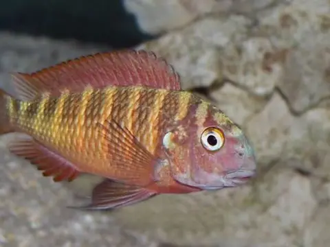 Tropheus moorii (Tropheus moorii)